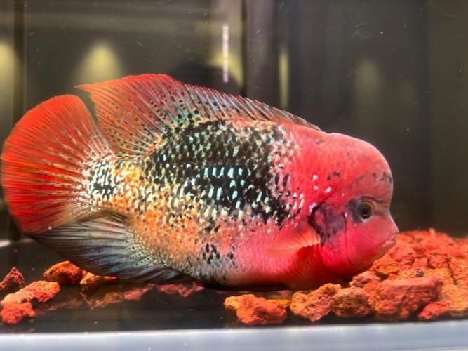 古典羅漢魚成長過程圖，揭秘古典羅漢魚成長全過程，從幼態到成體的蛻變