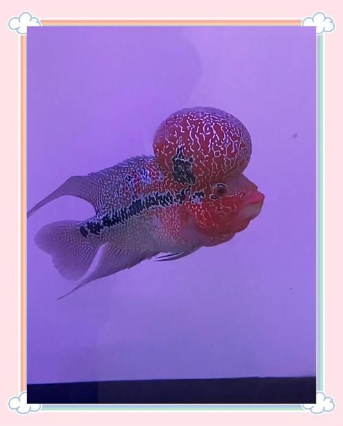 古典羅漢魚成長過程圖，揭秘古典羅漢魚成長全過程，從幼態到成體的蛻變