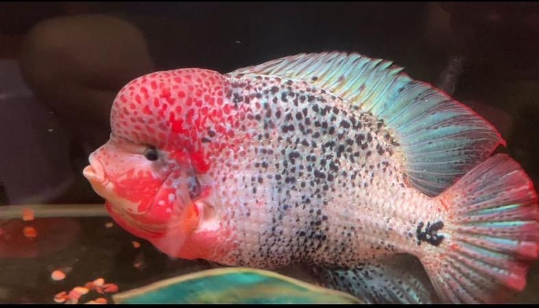 古典羅漢魚成長過程圖，揭秘古典羅漢魚成長全過程，從幼態到成體的蛻變