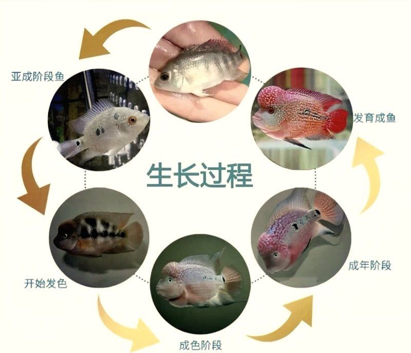 古典羅漢魚成長過程圖，揭秘古典羅漢魚成長全過程，從幼態到成體的蛻變