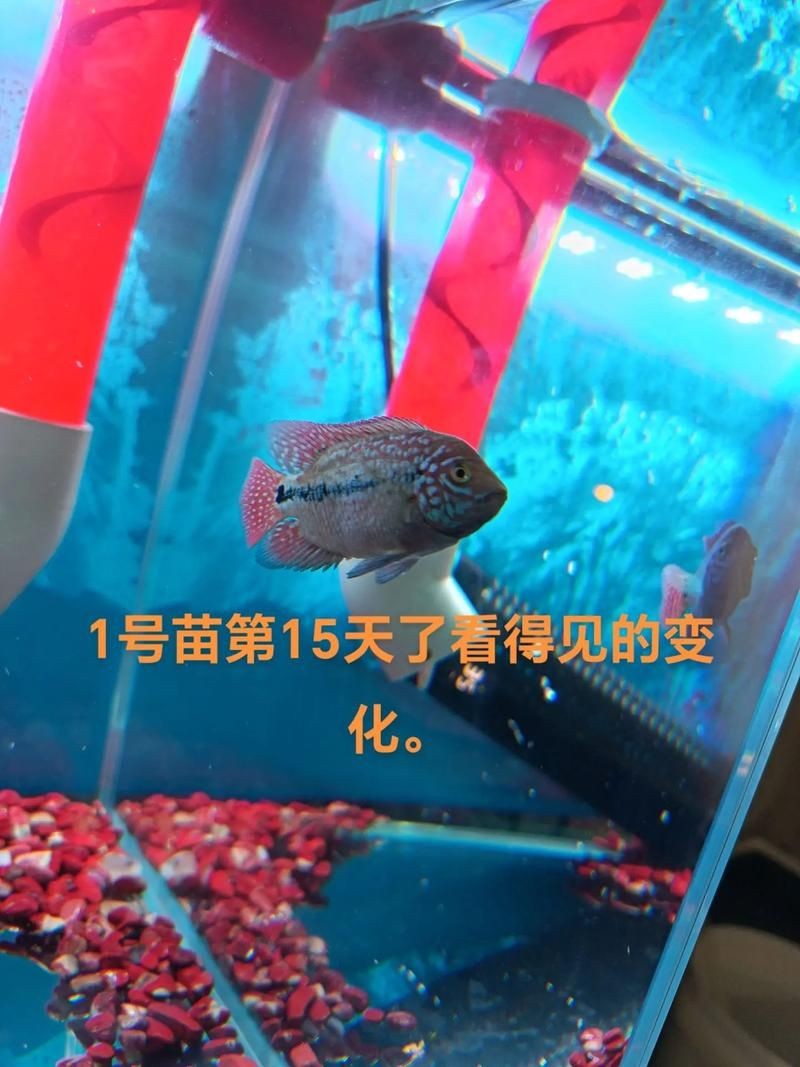 古典羅漢魚成長過程圖，揭秘古典羅漢魚成長全過程，從幼態到成體的蛻變