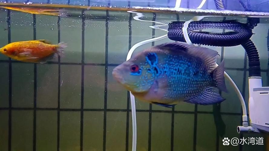 古典羅漢魚成長過程圖，揭秘古典羅漢魚成長全過程，從幼態到成體的蛻變