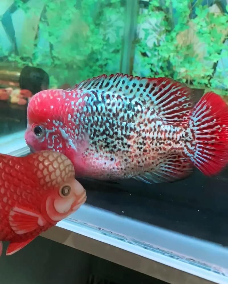古典羅漢魚成長過程圖，揭秘古典羅漢魚成長全過程，從幼態到成體的蛻變