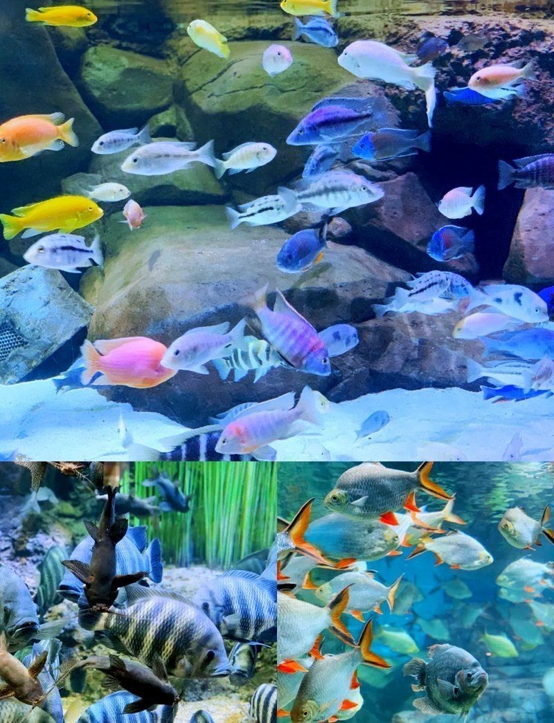 烏蘭察布水族店，烏蘭察布人氣爆棚的水族店，開啟你的水下奇幻之旅！