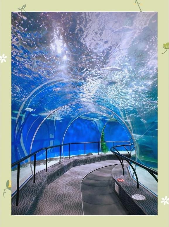 烏蘭察布水族店，烏蘭察布人氣爆棚的水族店，開(kāi)啟你的水下奇幻之旅！