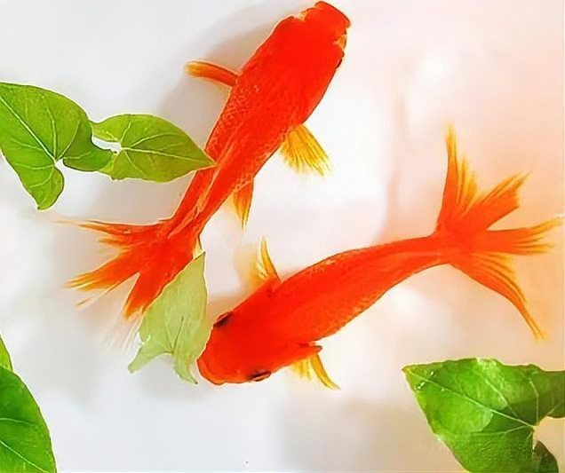家里養什么水族比較好，新手必看！最適合家庭飼養