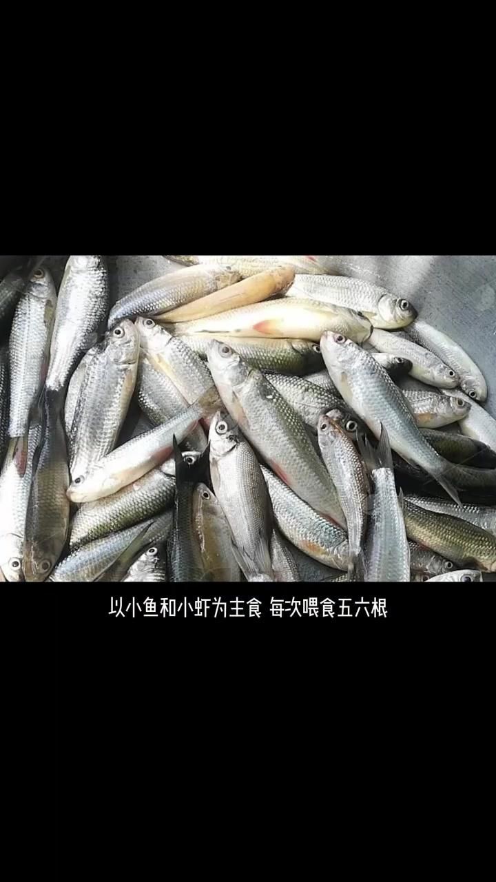 紅龍魚為何要盡量少吃，揭秘紅龍魚需盡量少吃的科學真相與
