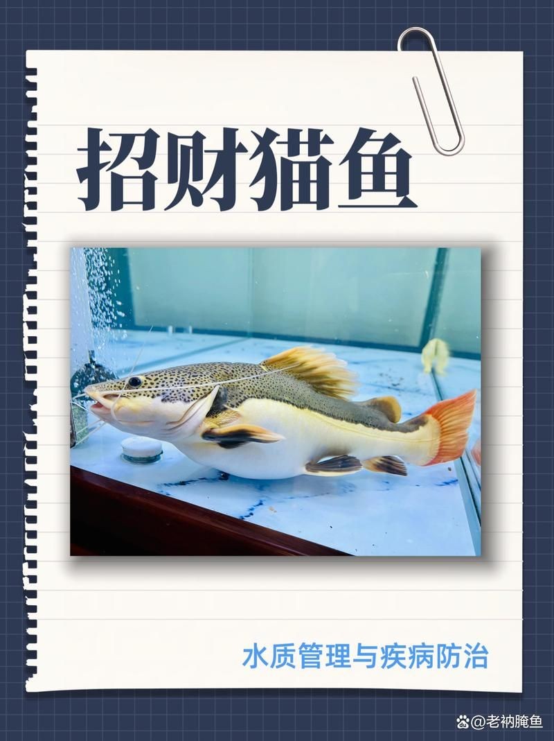 招財貓魚混養最佳搭配圖，招財貓魚混養黃金搭檔，熱門觀賞魚科學配比高清