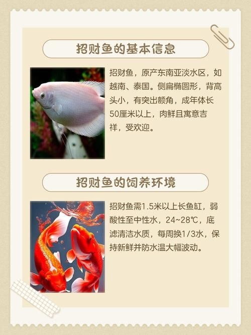 招財貓魚混養最佳搭配圖，招財貓魚混養黃金搭檔，熱門觀賞魚科學配比高清