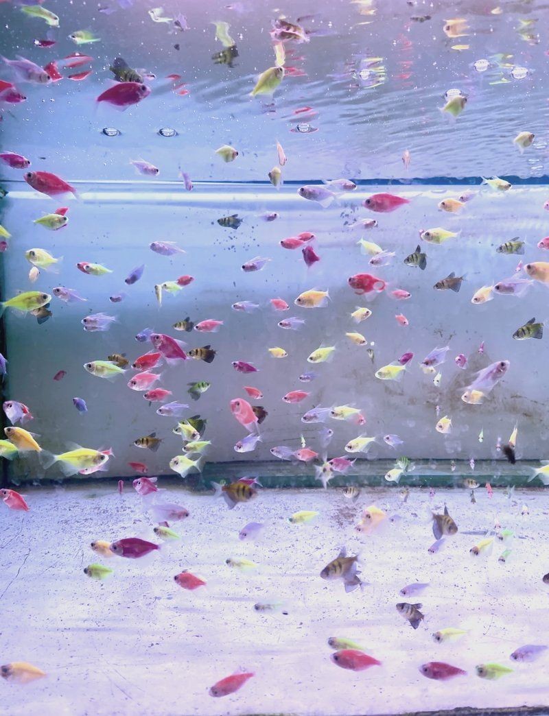 中衛水族批發市場，中衛水族批發市場，品類齊全的水族