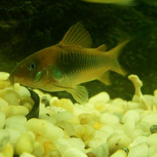 咖啡鼠魚最怕三個東西，揭秘咖啡鼠魚最懼怕的三大克星 咖啡鼠魚最怕三個東西，揭秘咖啡鼠魚最懼怕的三大克星 龍魚百科 第1張