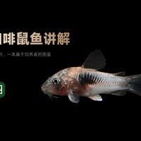 咖啡鼠魚最怕三個東西，揭秘咖啡鼠魚最懼怕的三大克星 咖啡鼠魚最怕三個東西，揭秘咖啡鼠魚最懼怕的三大克星 龍魚百科 第3張