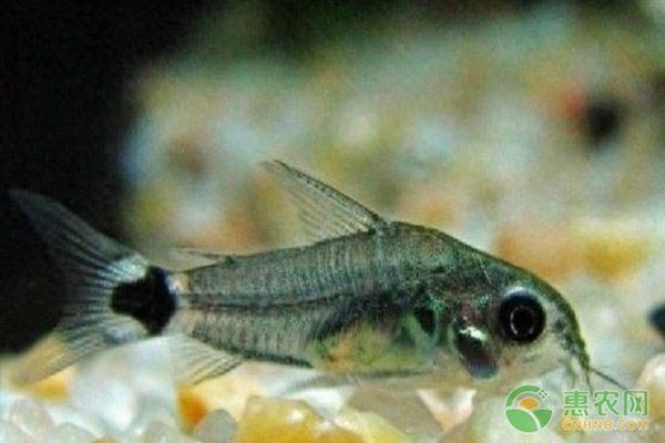 咖啡鼠魚最怕三個東西，揭秘咖啡鼠魚最懼怕的三大克星 咖啡鼠魚最怕三個東西，揭秘咖啡鼠魚最懼怕的三大克星 龍魚百科 第9張