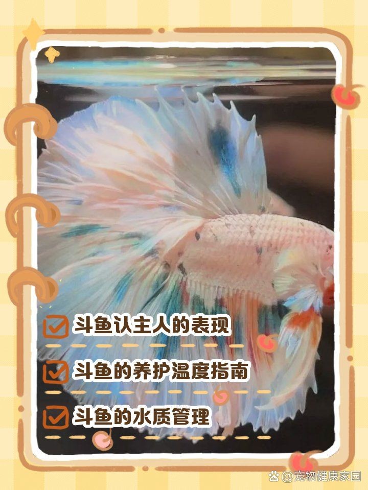 號半龍魚認主人的表現，半龍魚認主有哪些明顯表現？這些細節