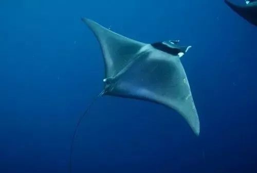 海洋生物蝠鲼怎么讀，蝠鲼正確讀音解析，這種神奇海洋生物的名字該怎么念