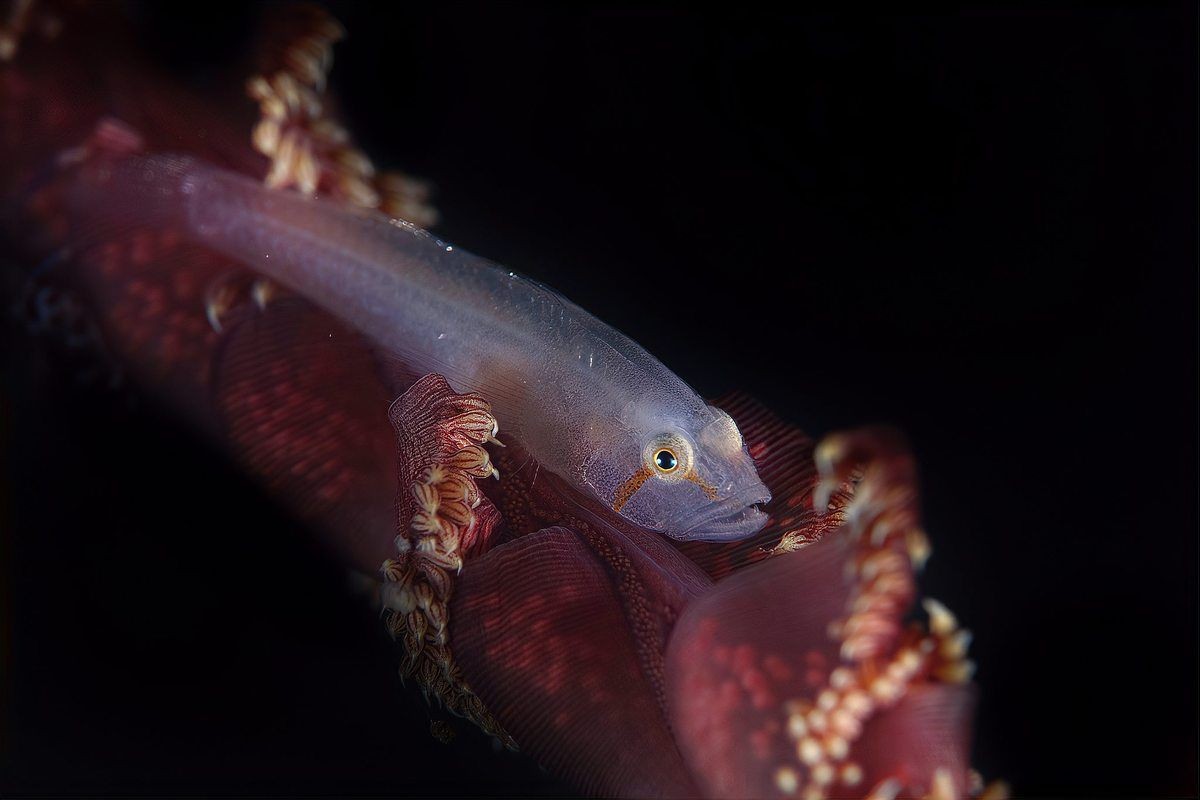彩虹雷龍魚(yú)能長(zhǎng)多少厘米，彩虹雷龍魚(yú)成魚(yú)體長(zhǎng)全解析，最大可長(zhǎng)
