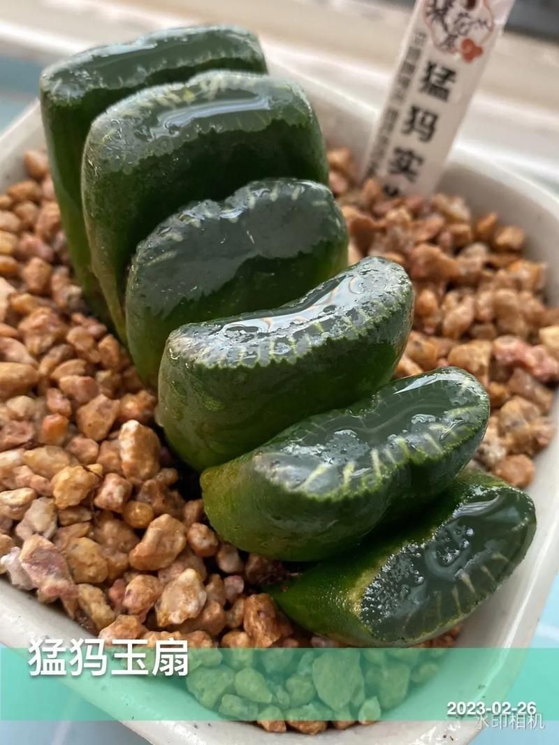古風(fēng)玉扇圖片，唯美古風(fēng)玉扇高清圖片，執(zhí)扇展雅韻，墨染千年風(fēng)