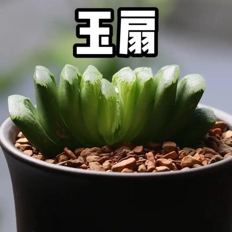 古風(fēng)玉扇圖片，唯美古風(fēng)玉扇高清圖片，執(zhí)扇展雅韻，墨染千年風(fēng)