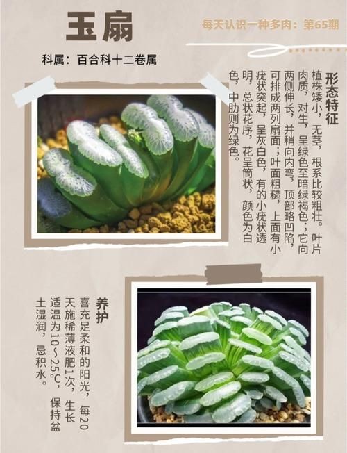 古風(fēng)玉扇圖片，唯美古風(fēng)玉扇高清圖片，執(zhí)扇展雅韻，墨染千年風(fēng)
