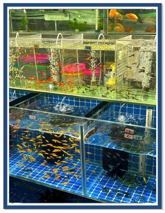 嘉興水族館，探秘嘉興水族館，解鎖海底奇觀與 嘉興水族館，探秘嘉興水族館，解鎖海底奇觀與 全國水族館企業名錄 第10張