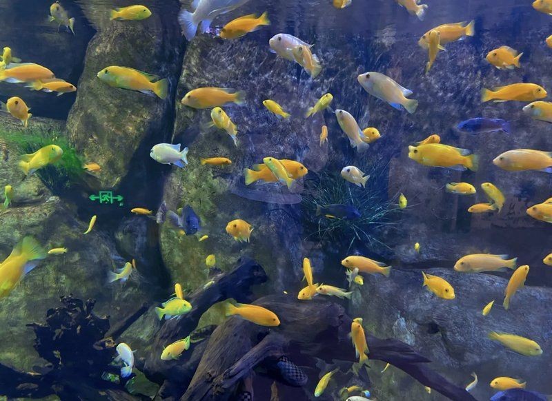 嘉興水族館，探秘嘉興水族館，解鎖海底奇觀與 嘉興水族館，探秘嘉興水族館，解鎖海底奇觀與 全國水族館企業名錄 第18張