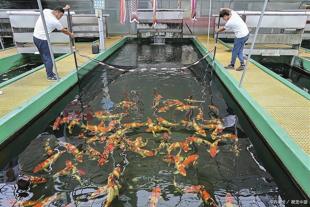 龍魚的顏色搭配方法，祥龍魚混養的魚種知識，龍魚混養的顏色搭配知識，冷暖搭配