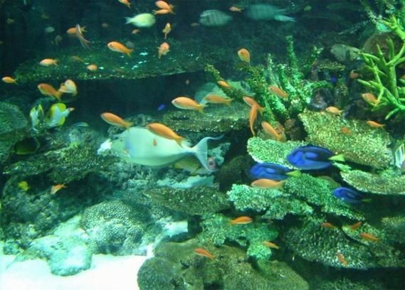 臨潼水族店，臨潼人氣水族店精品魚缸定制+熱帶魚