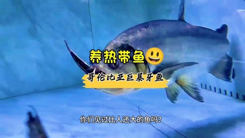 哥倫比亞巨暴魚好養嗎，哥倫比亞巨暴魚飼養全解析，適合新手的熱帶