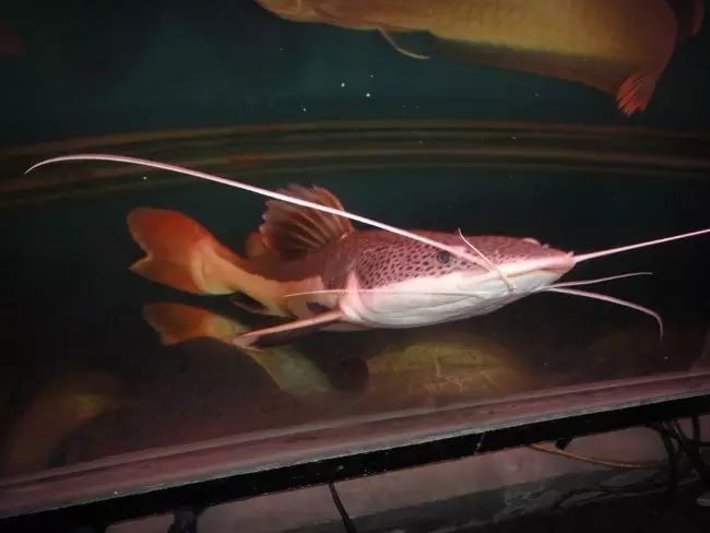 招財貓魚能長多大，揭秘招財貓魚最大體型，成年個體究竟能長到多大？
