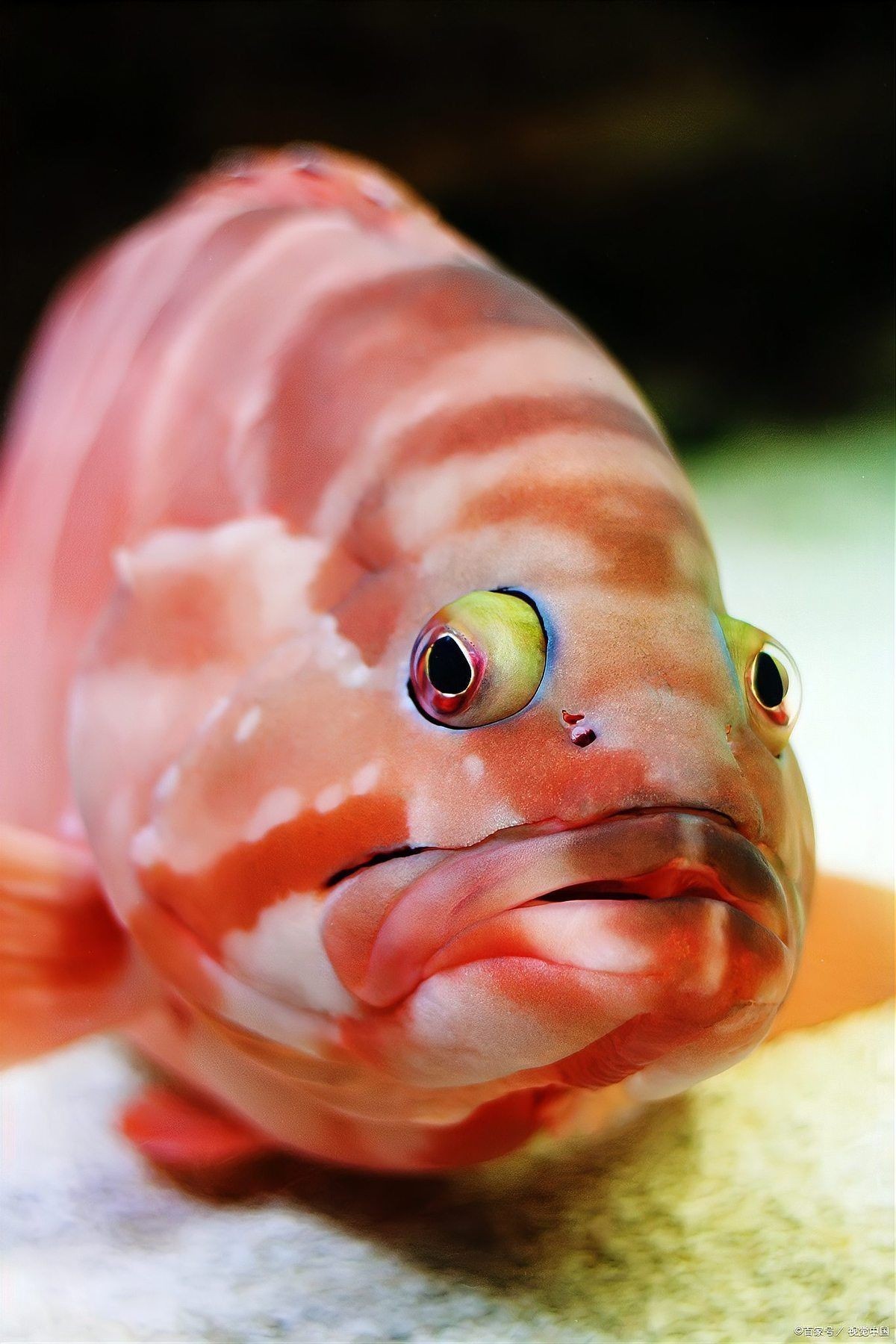 招財貓魚能長多大，揭秘招財貓魚最大體型，成年個體究竟能長到多大？