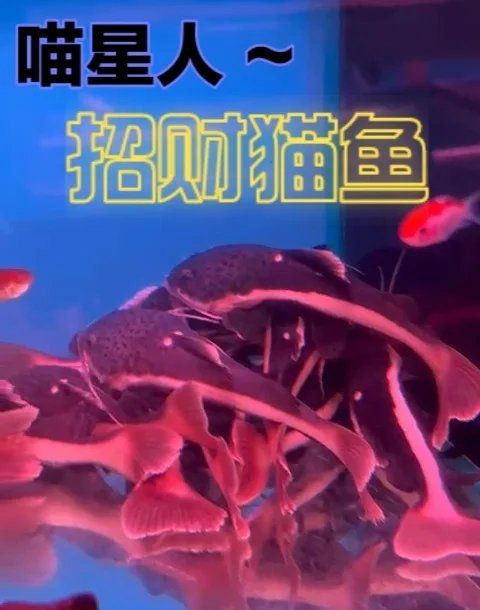 招財貓魚能長多大，揭秘招財貓魚最大體型，成年個體究竟能長到多大？