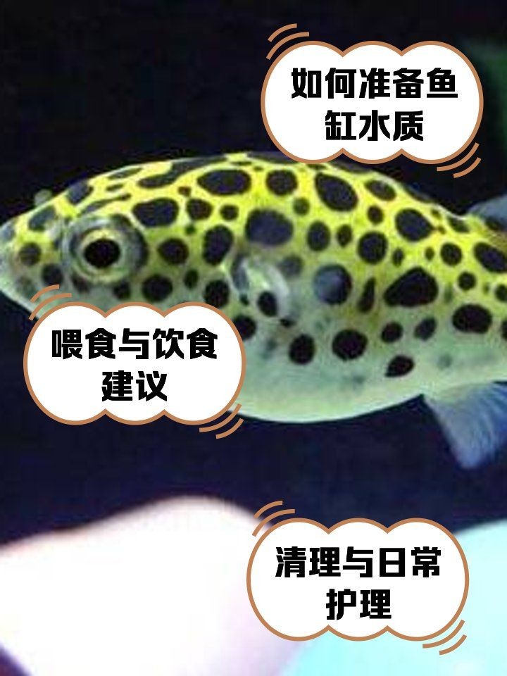 河豚潛水艇怎么養是淡水嗎，河豚潛水艇科學養殖指南，淡水環境適配與養護要點解析