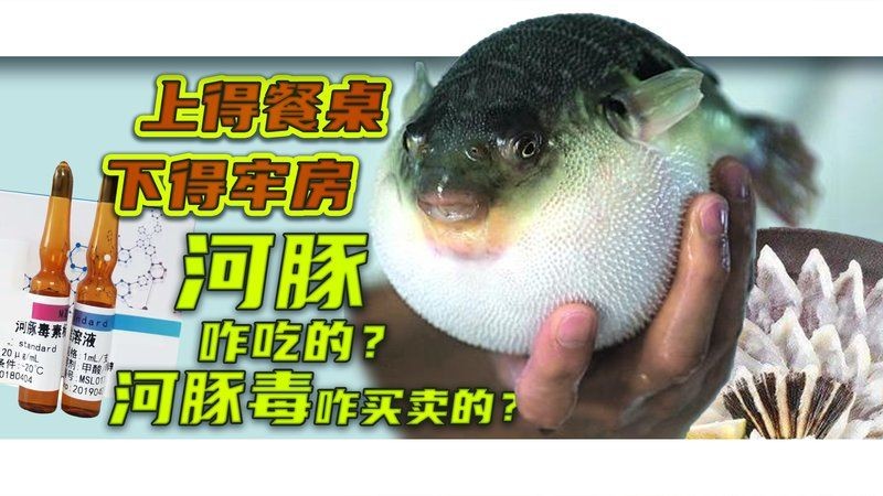 河豚潛水艇怎么養是淡水嗎，河豚潛水艇科學養殖指南，淡水環境適配與養護要點解析