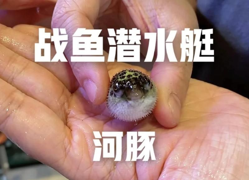 河豚潛水艇怎么養是淡水嗎，河豚潛水艇科學養殖指南，淡水環境適配與養護要點解析