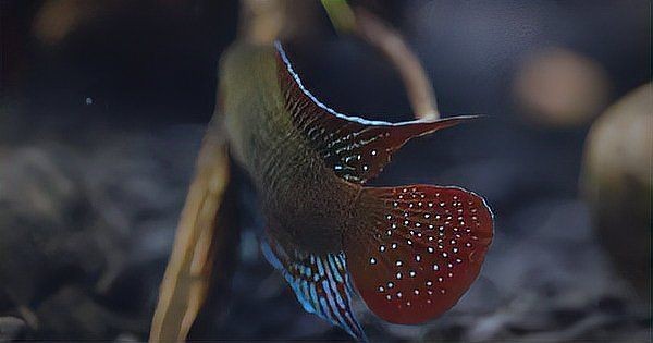 河里撈的圓尾斗魚能活嗎，野生圓尾斗魚捕撈后能否成功