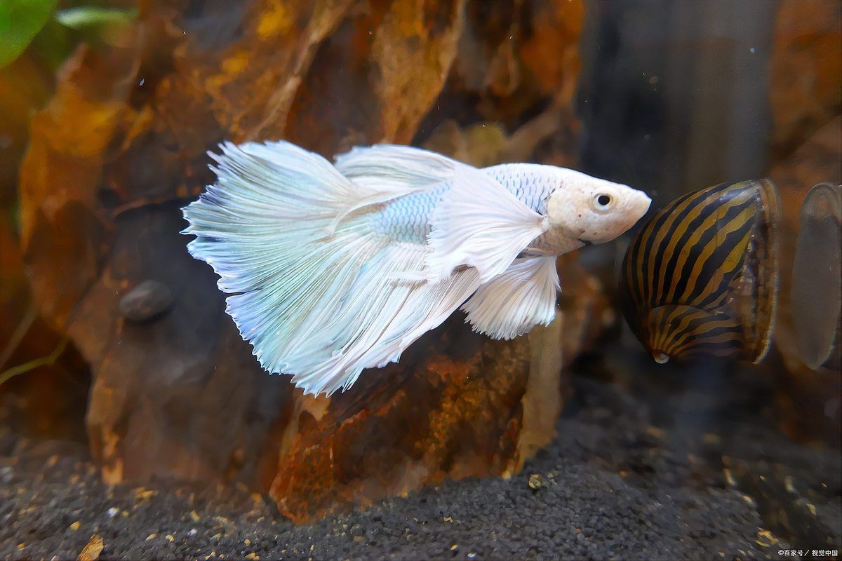 河里撈的圓尾斗魚能活嗎，野生圓尾斗魚捕撈后能否成功