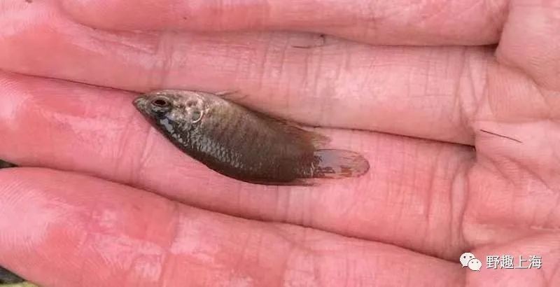 河里撈的圓尾斗魚能活嗎，野生圓尾斗魚捕撈后能否成功