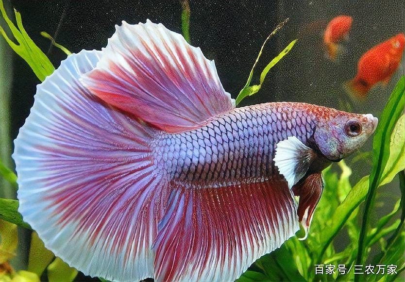 河里撈的圓尾斗魚能活嗎，野生圓尾斗魚捕撈后能否成功