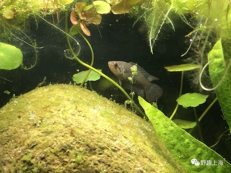 河里撈的圓尾斗魚能活嗎，野生圓尾斗魚捕撈后能否成功