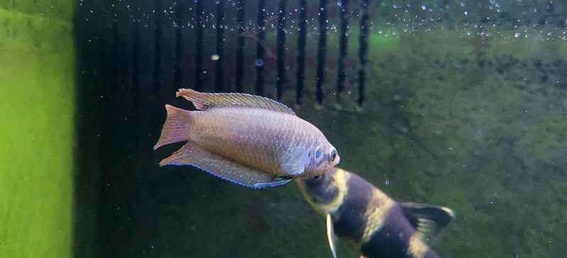 河里撈的圓尾斗魚能活嗎，野生圓尾斗魚捕撈后能否成功