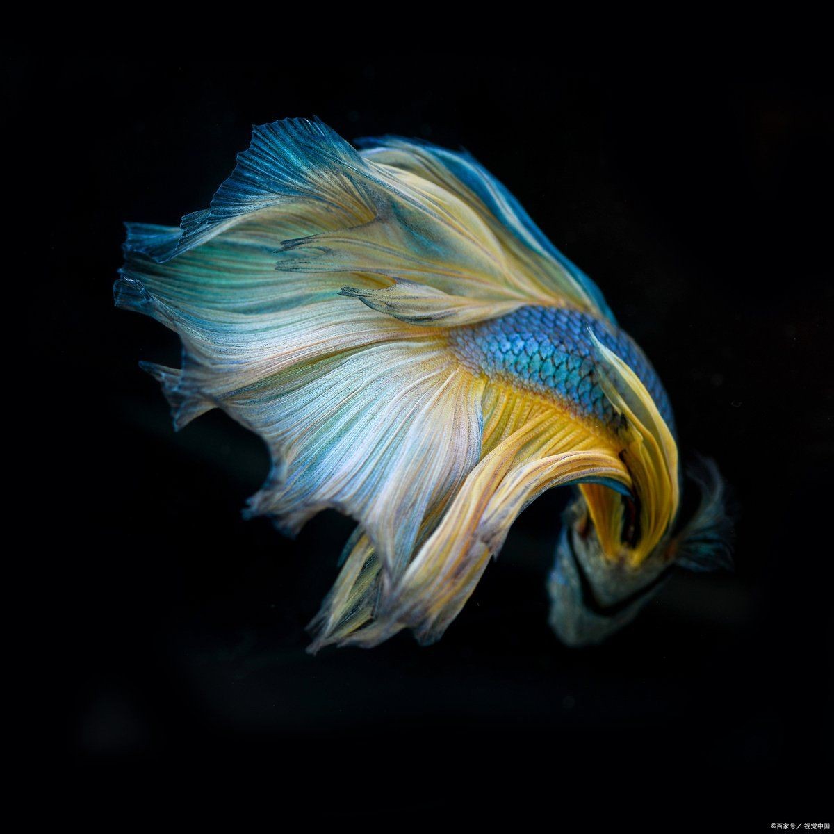 河里撈的圓尾斗魚能活嗎，野生圓尾斗魚捕撈后能否成功
