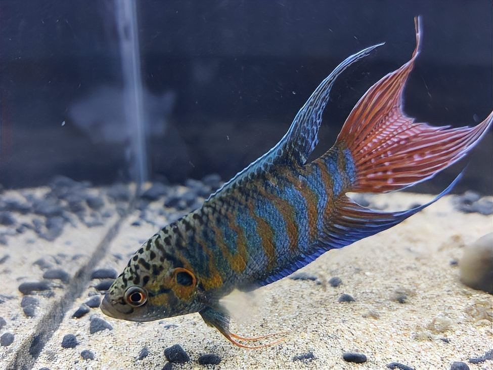 河里撈的圓尾斗魚能活嗎，野生圓尾斗魚捕撈后能否成功