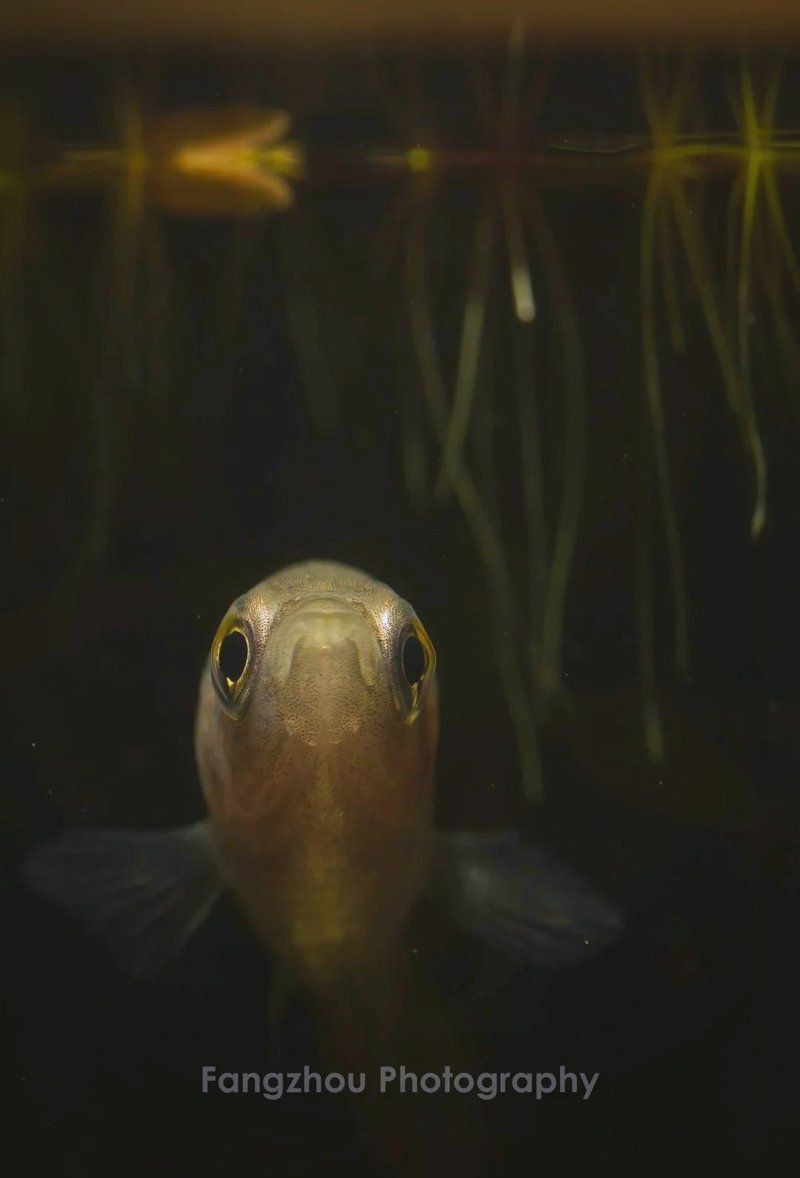 河里撈的圓尾斗魚能活嗎，野生圓尾斗魚捕撈后能否成功