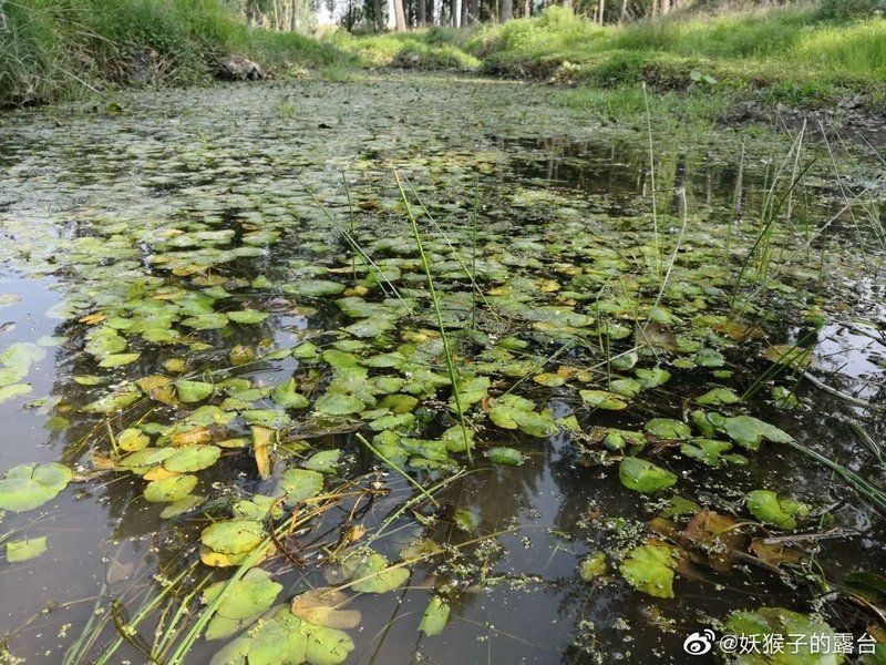 河里撈的圓尾斗魚能活嗎，野生圓尾斗魚捕撈后能否成功