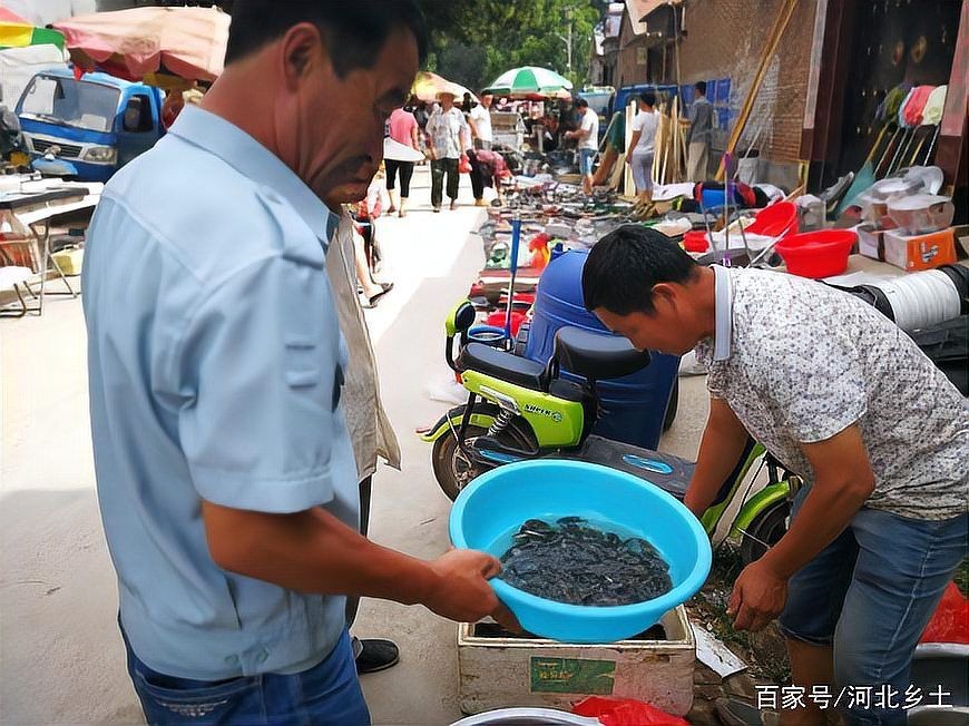 河里撈的圓尾斗魚能活嗎，野生圓尾斗魚捕撈后能否成功