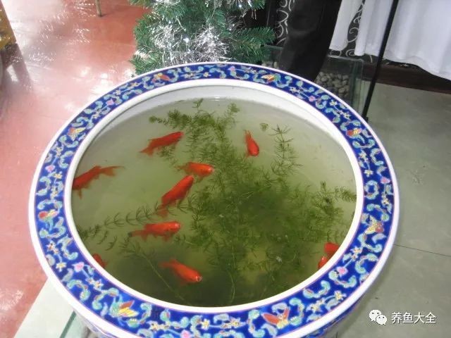 埋葬魚最忌諱十件事，葬魚十大禁忌，萬萬