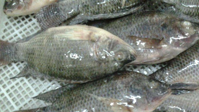 國家為什么禁止吃羅非魚，國家明令禁止食用羅非魚？背后真相與科學依據(jù)深度
