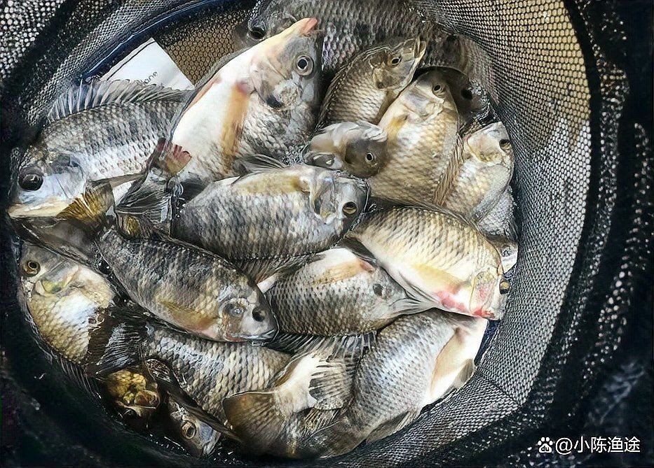 雷龍魚能和虎魚混養么視頻教程大全（雷龍魚可以和虎斑恐龍混養嗎）