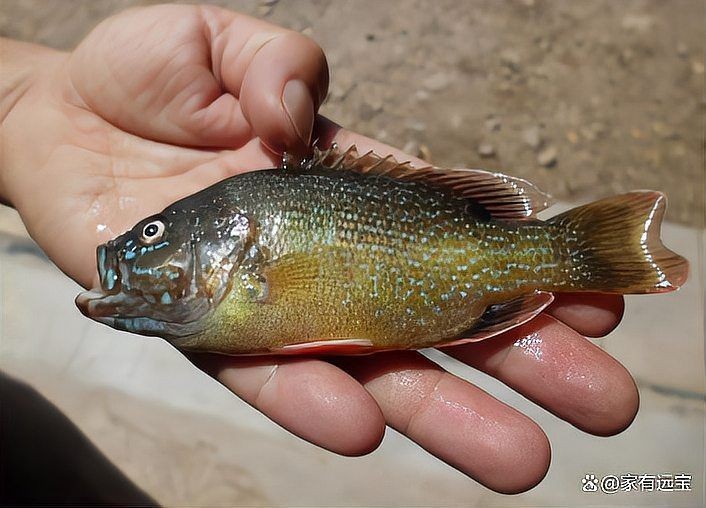 國家為什么禁止吃羅非魚，國家明令禁止食用羅非魚？背后真相與科學依據(jù)深度