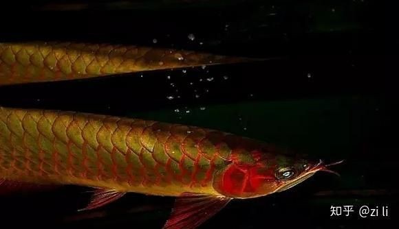 正宗綠皮紅龍魚，正宗綠皮紅龍魚，稀有觀賞魚中的璀璨